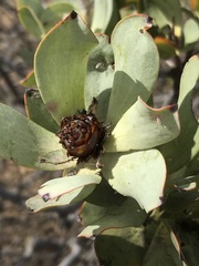 Leucadendron loranthifolium