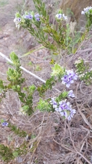 Psoralea obliqua