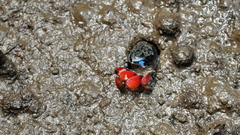 Paraleptuca chlorophthalmus