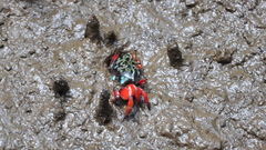Paraleptuca chlorophthalmus