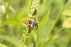 Megachile takaoensis