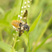 Megachile takaoensis - Photo (c) Wen-Chi Yeh, some rights reserved (CC BY-NC-ND), uploaded by Wen-Chi Yeh