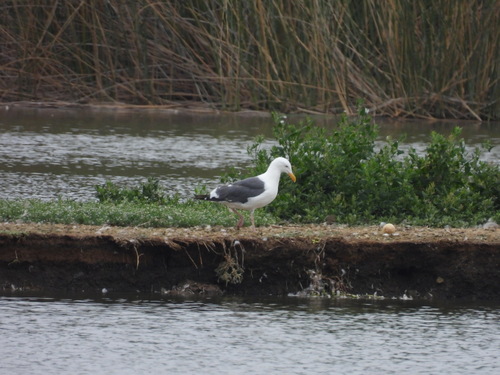 iNaturalist observation photo of Western Gull