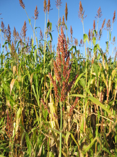sorghum (Sorghum bicolor)