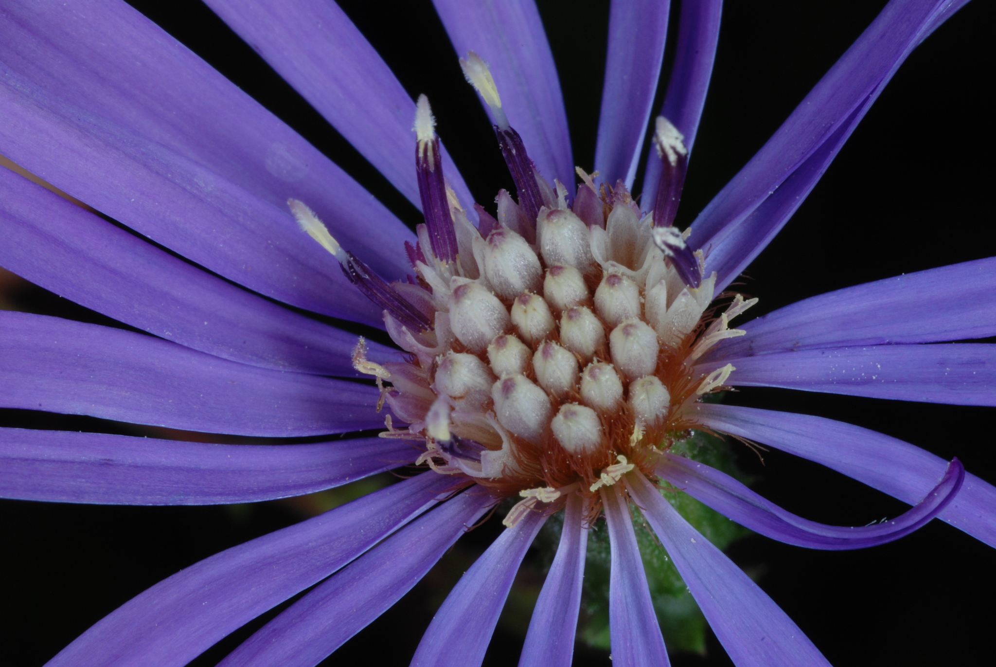 Symphyotrichum georgianum