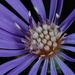 Georgia Aster - Photo (c) Douglas Goldman, some rights reserved (CC BY), uploaded by Douglas Goldman