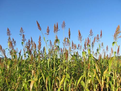 Sorghum bicolor