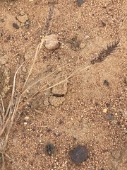 Tragus berteronianus