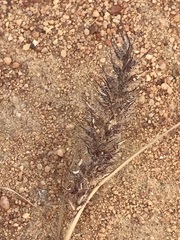 Tragus berteronianus