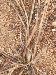 Tragus berteronianus