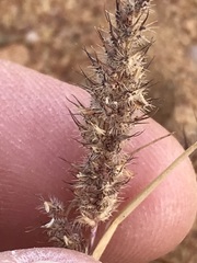 Tragus berteronianus