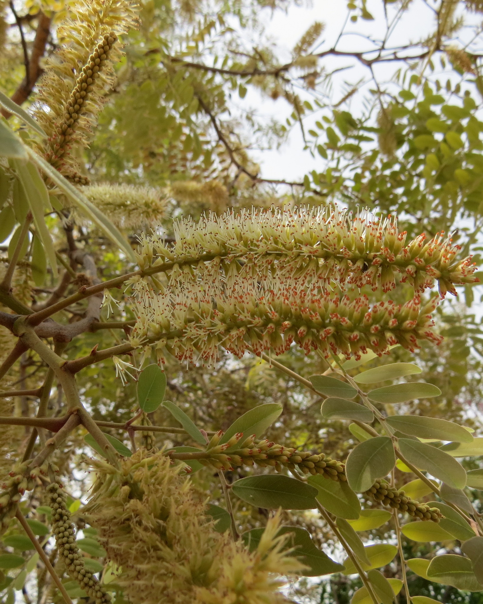 Erythrophleum