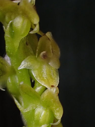 Malaxis paludosa iNat (2)