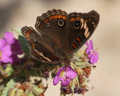 Junonia pacoma