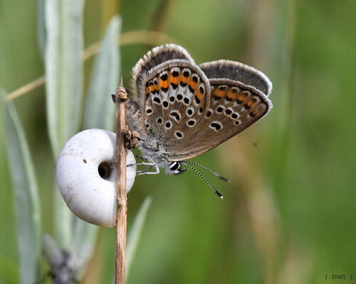 Silver-studded Blue