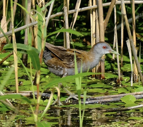 Little Crake, Šilutė District Municipality, Lithuania, photo 8 of 10