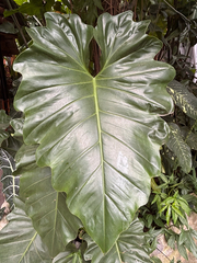 (c) capacoscar, some rights reserved (CC BY) Philodendron subincisum, photograph (c) capacoscar, some rights reserved (CC BY)