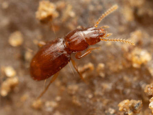 Serranillus dunavani