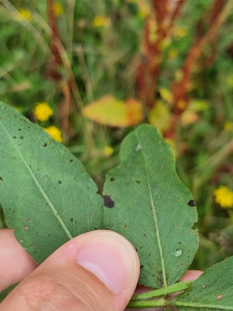 Stemphylium sarciniforme