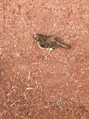 Zonotrichia albicollis