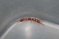 Lithobius nigripalpis