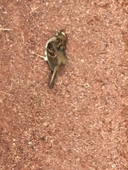 Zonotrichia albicollis