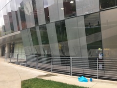 Zonotrichia albicollis