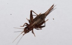 Arachnocephalus vestitus