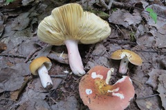 Russula paludosa