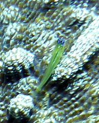 Coryphopterus lipernes