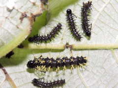 Colobura dirce dirce