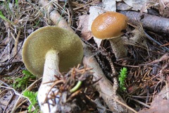 Suillus subalutaceus