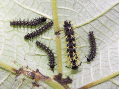 Colobura dirce dirce