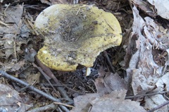 Lactarius sordidus