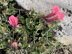 Scutellaria suffrutescens