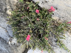 Scutellaria suffrutescens