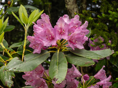Rhododendron catawbiense