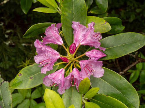 Rhododendron catawbiense