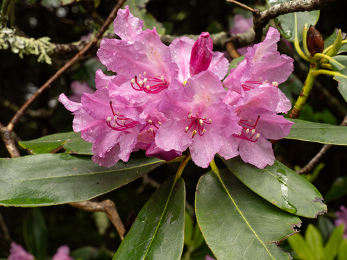 Rhododendron catawbiense