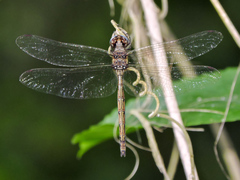 Macrothemis inacuta