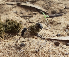 Gymnopleurus koenigi