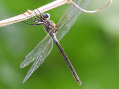 Macrothemis inacuta