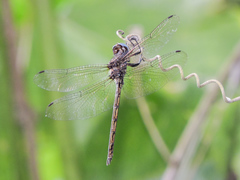 Macrothemis inacuta