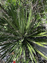 Yucca filifera
