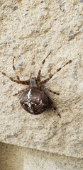 Araneus diadematus