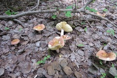 Russula paludosa