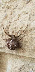 Araneus diadematus