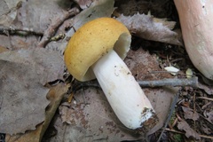 Russula paludosa