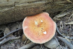 Russula paludosa