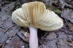 Russula paludosa